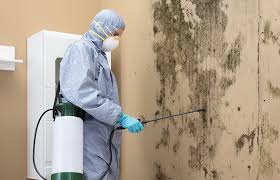 Why You Should Choose Our Mold Remediation Services in Highland Park, MI